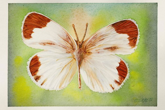 Mariposa de Antonio 01