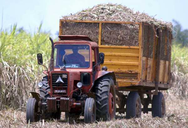 Traslado de caña de azucar