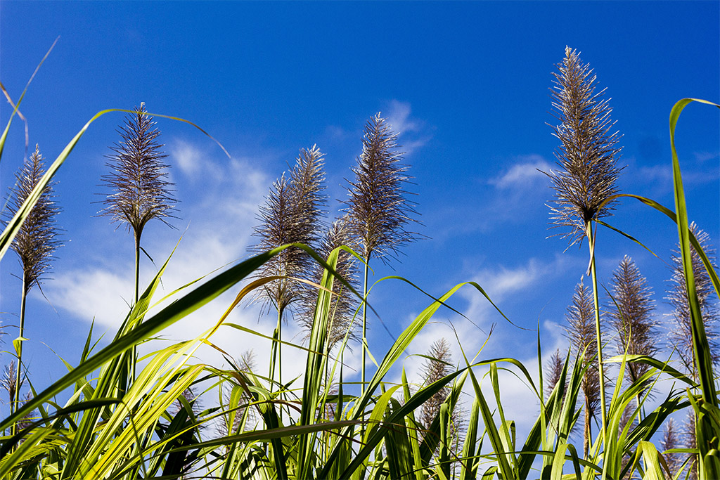 Día de la Tierra 12