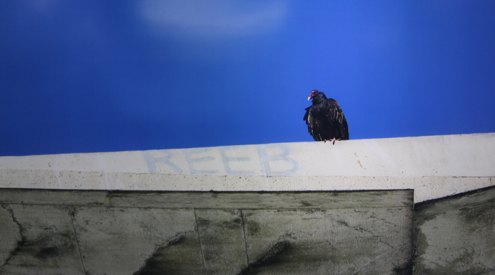 Flor Mayoral, exposición fotográfica2