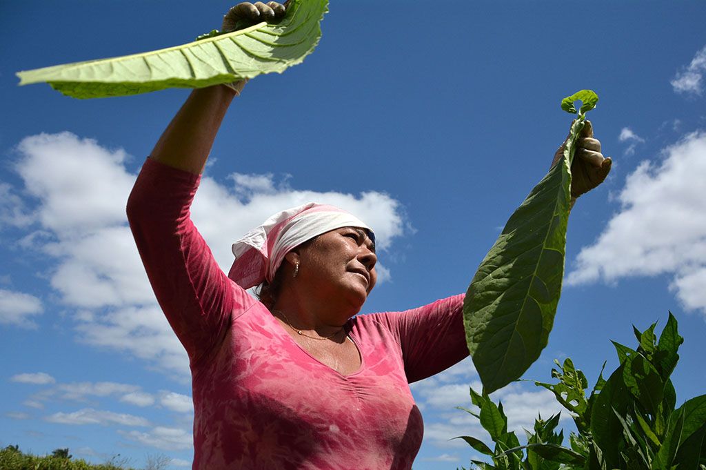 Mujer rural en Cuba (Oscar Alfonso Sosa) / Oscar Alfonso Sosa