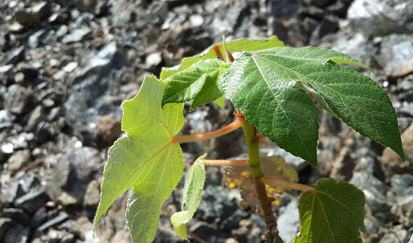 Yagruma (Cecropia peltata)