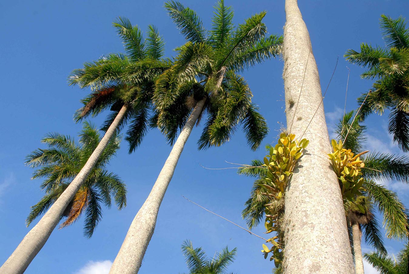 Jardín Botánico de Cienfuegos (JBC)