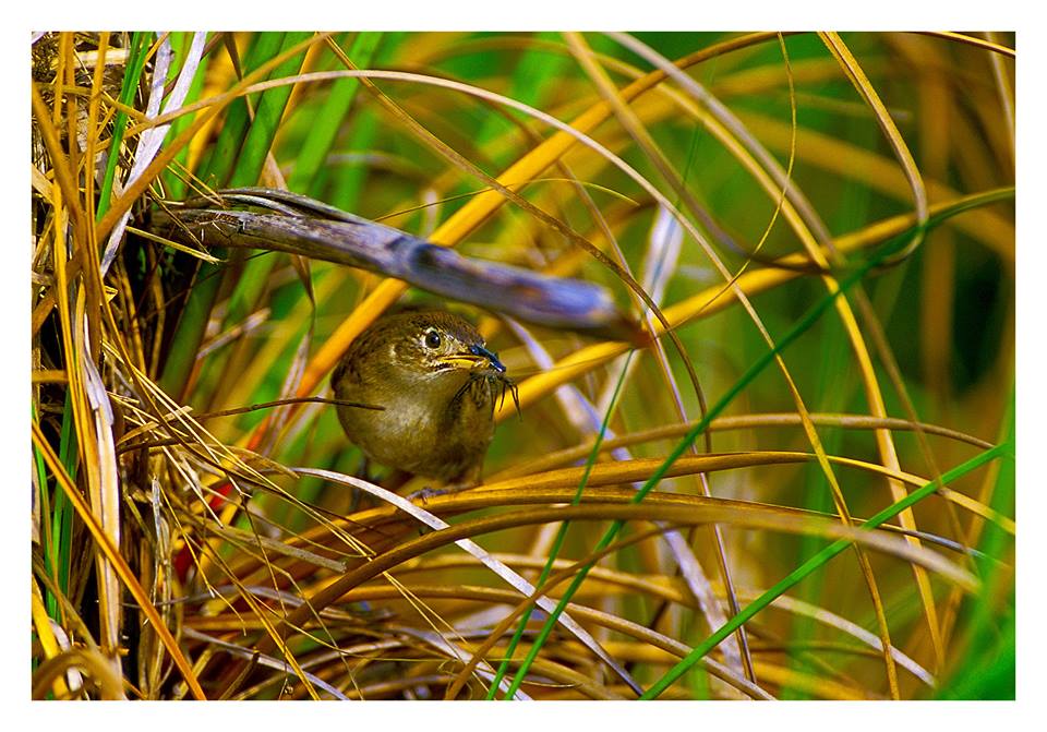 Áreas protegidas-Naturaleza Secreta de Cuba