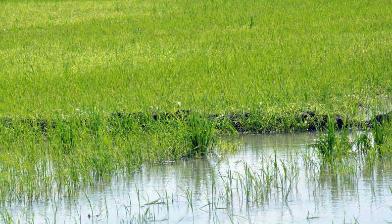 sembrado de arroz polo productivo piñón