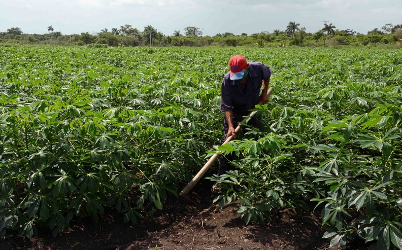 Agricultura_CUBA_COVID