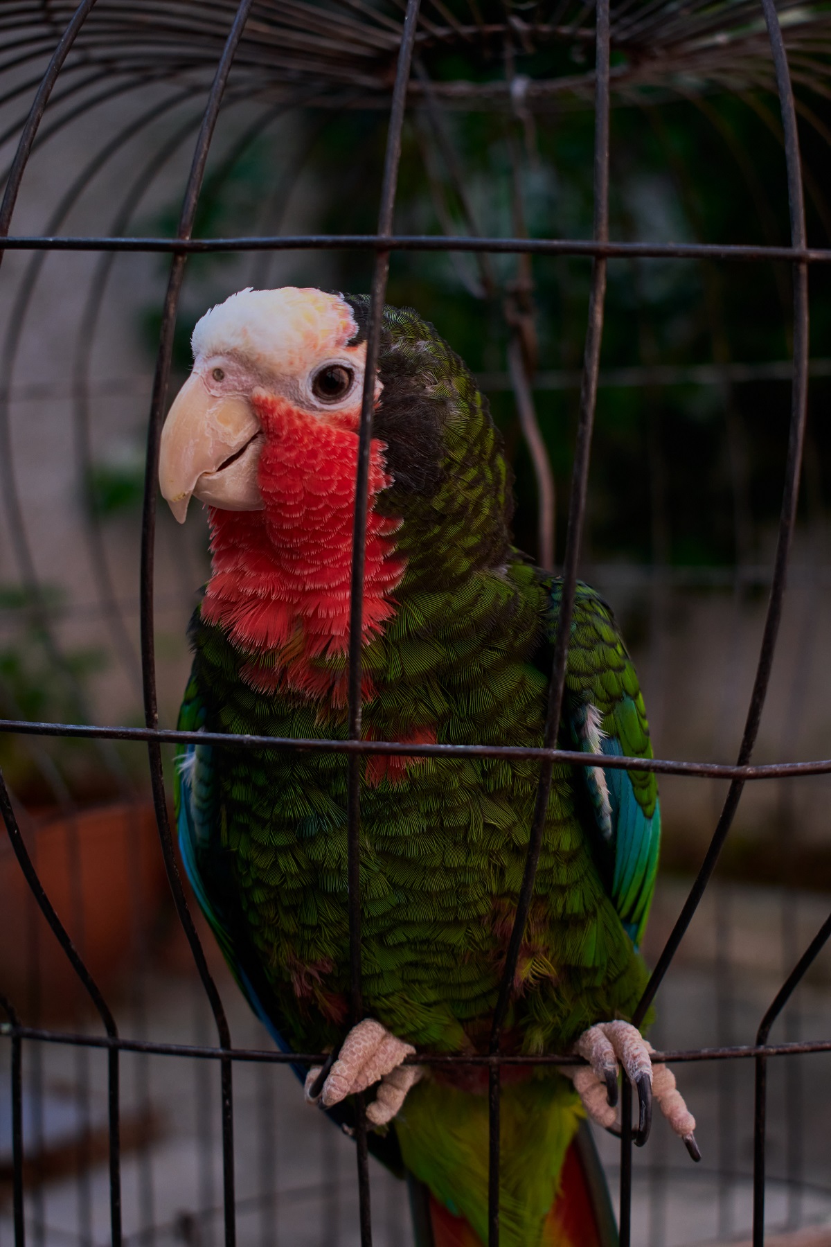 Con la nueva norma se prevé la creación del Centro Nacional de Sanidad Animal (Cenasa) como entidad rectora de la aplicación del Decreto-Ley.