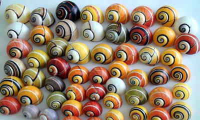 Polymita Picta-caracol pintado cubano