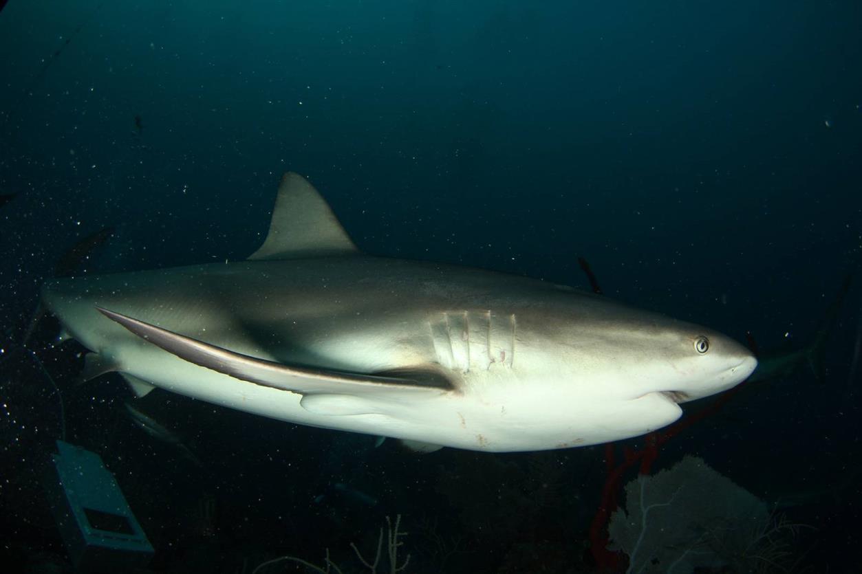 tiburones en cuba