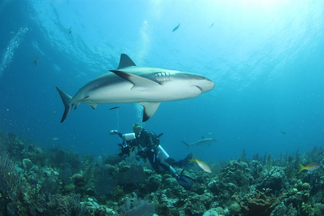 Tiburones en Cuba 