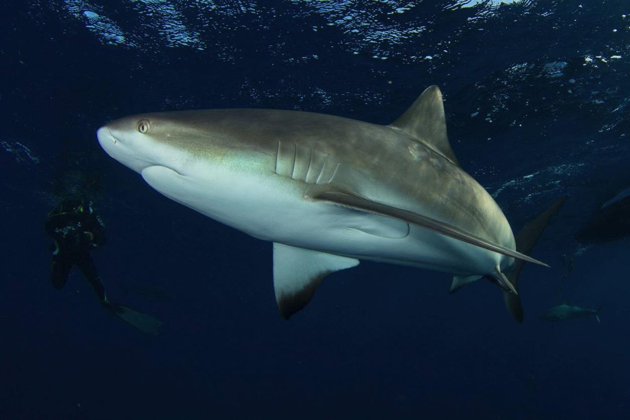 tiburones en cuba