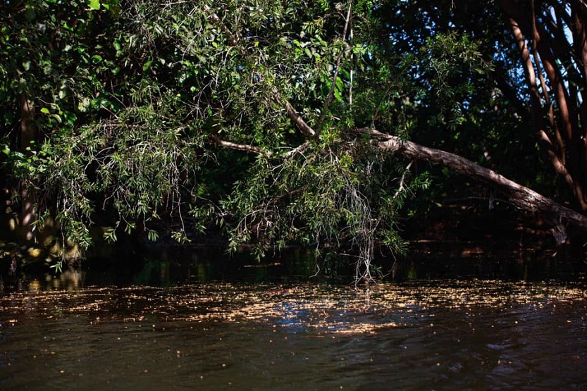 Melaleuca Humedal