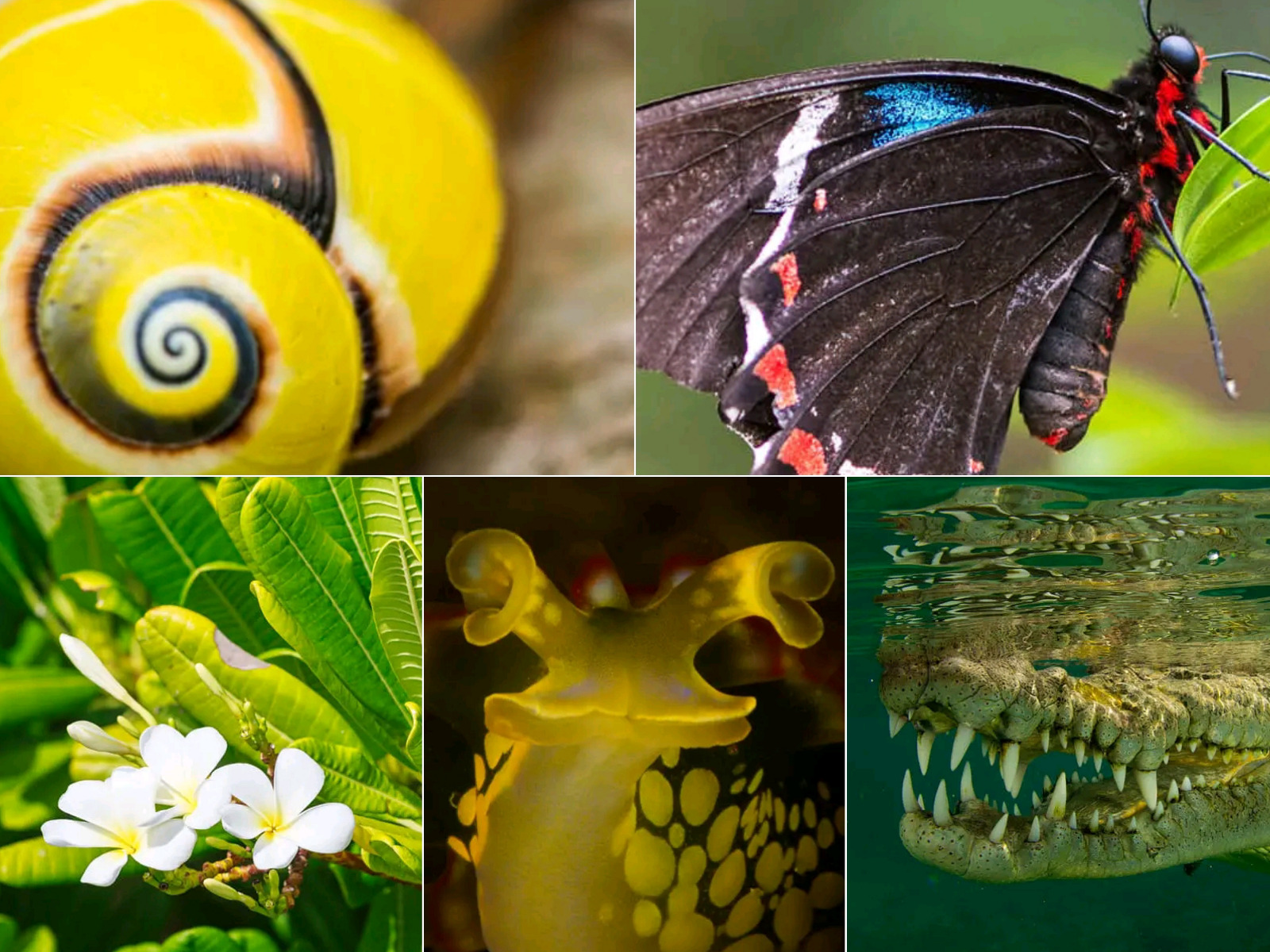 Diversidad Biológica en Cuba.