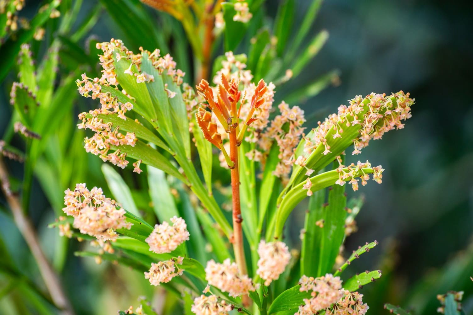 Ocho metros de botánica costera